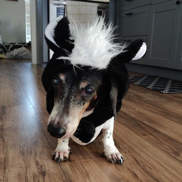 🎉2X Host Pick🎉 EUC Pet skunk costume - Picture 4 of 4